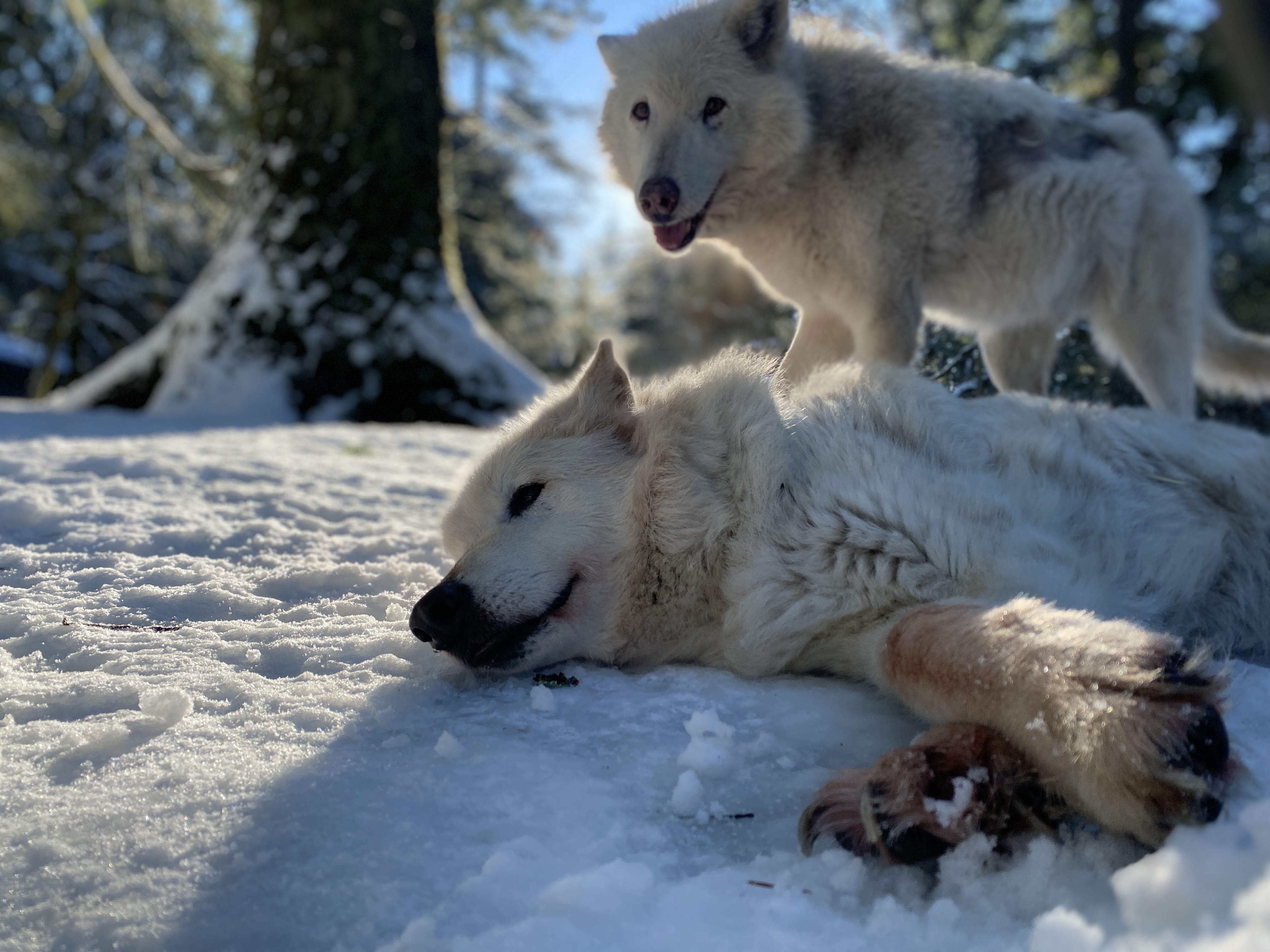 Wolf Haven Ways of the Wolf Fort Vancouver Regional Libraries